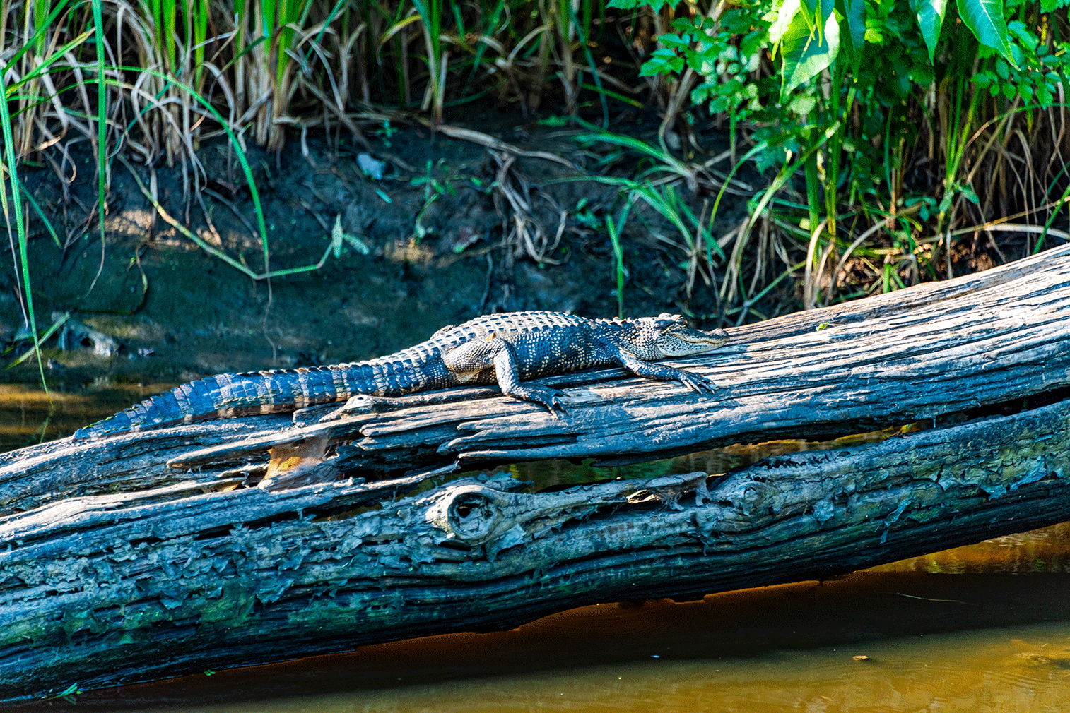 Alligator sun bathing 