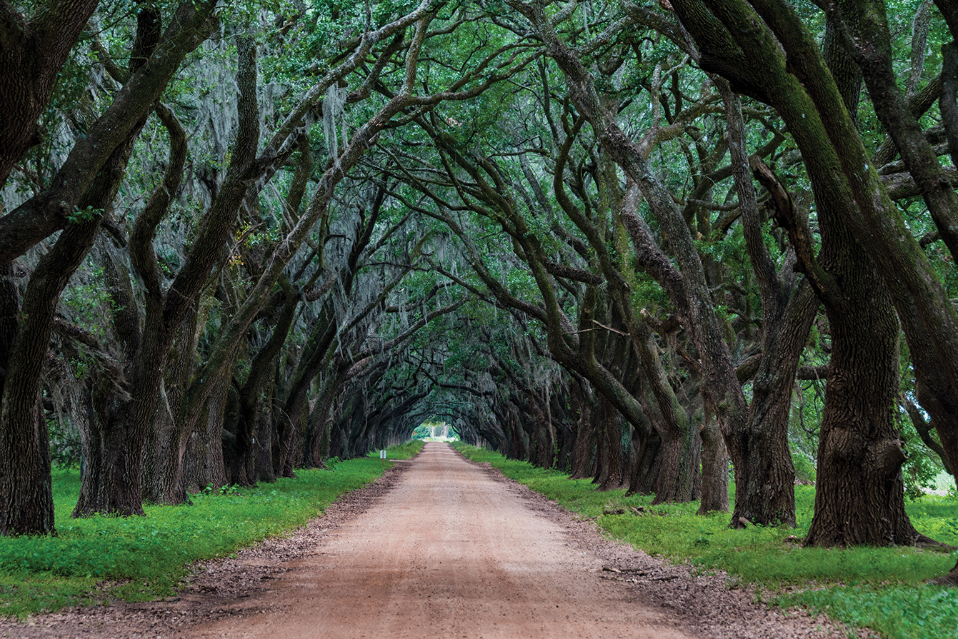 Evergreen Plantation