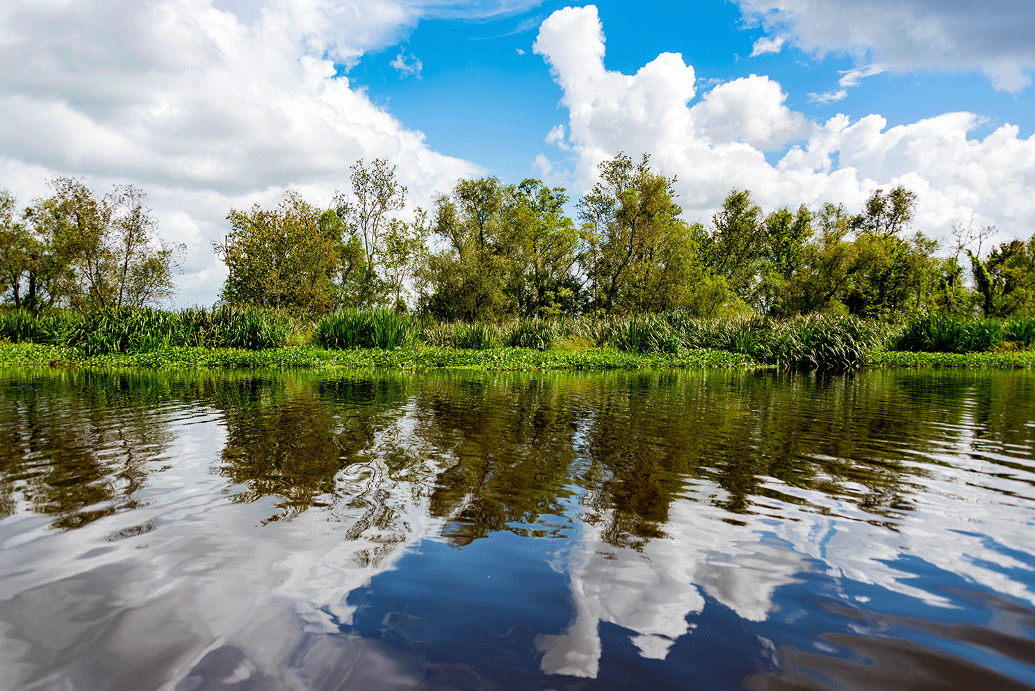 Lac Des Allemands landscape 