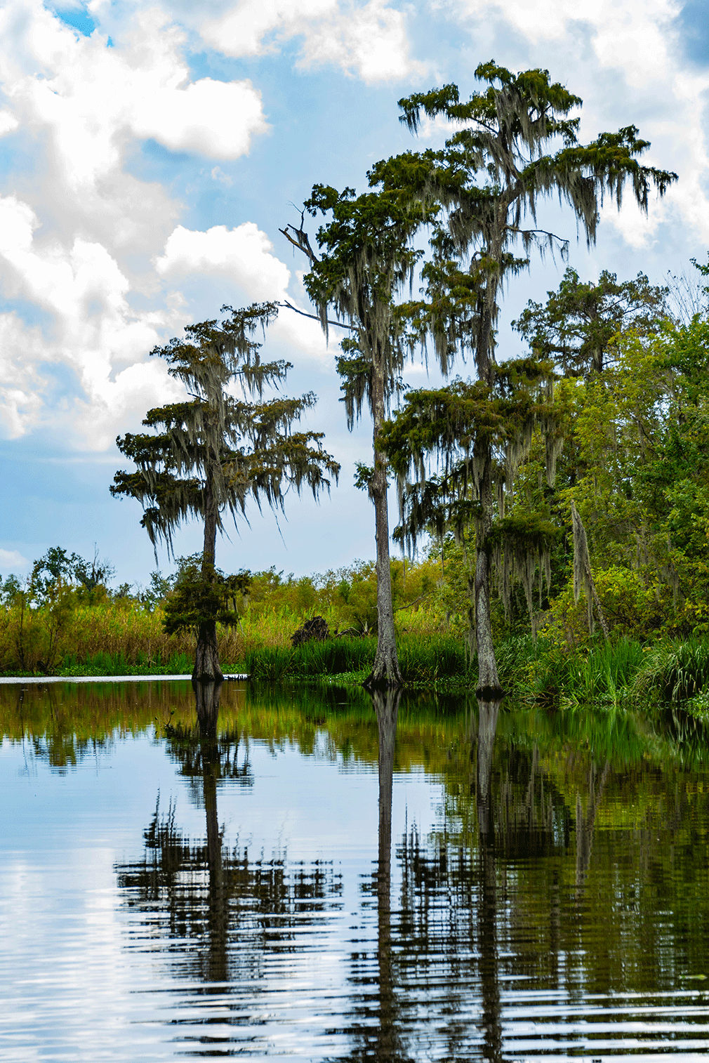 Lac Des Allemands trees in swamp