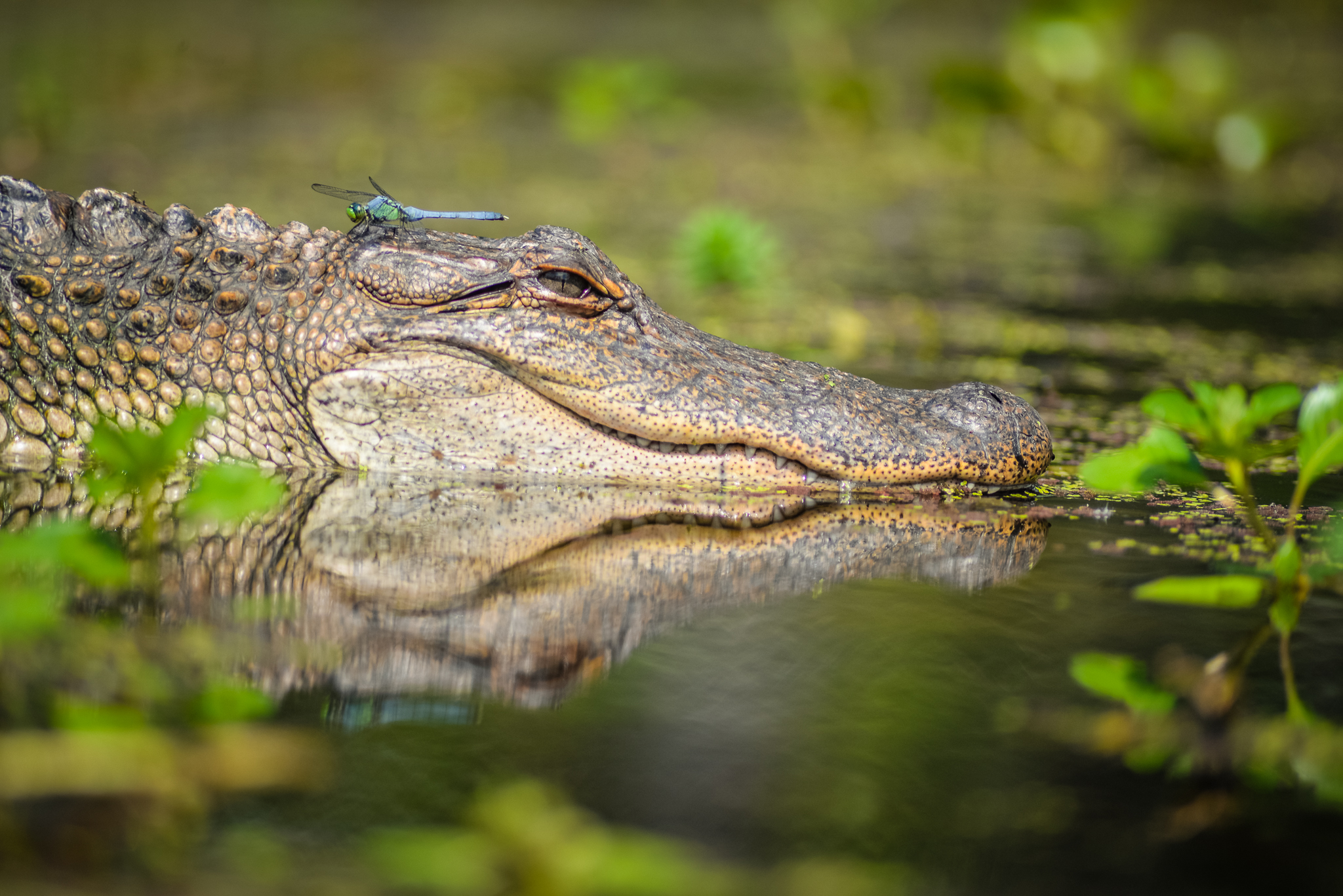 ALLIGATORS VS. CROCODILES  New Orleans Kayak Swamp Tours