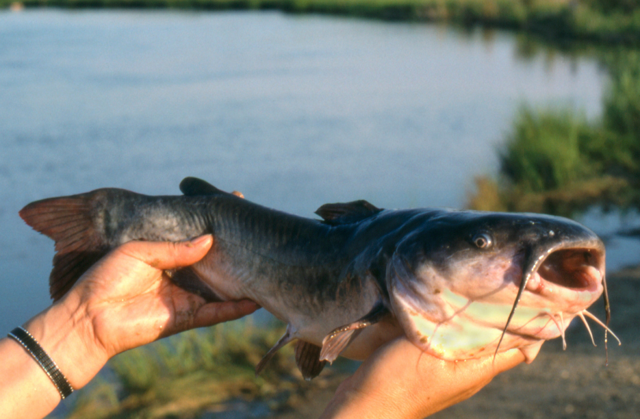 Lac des Allemands: The Catfish Capital of the Universe - Louisiana's River  Parishes